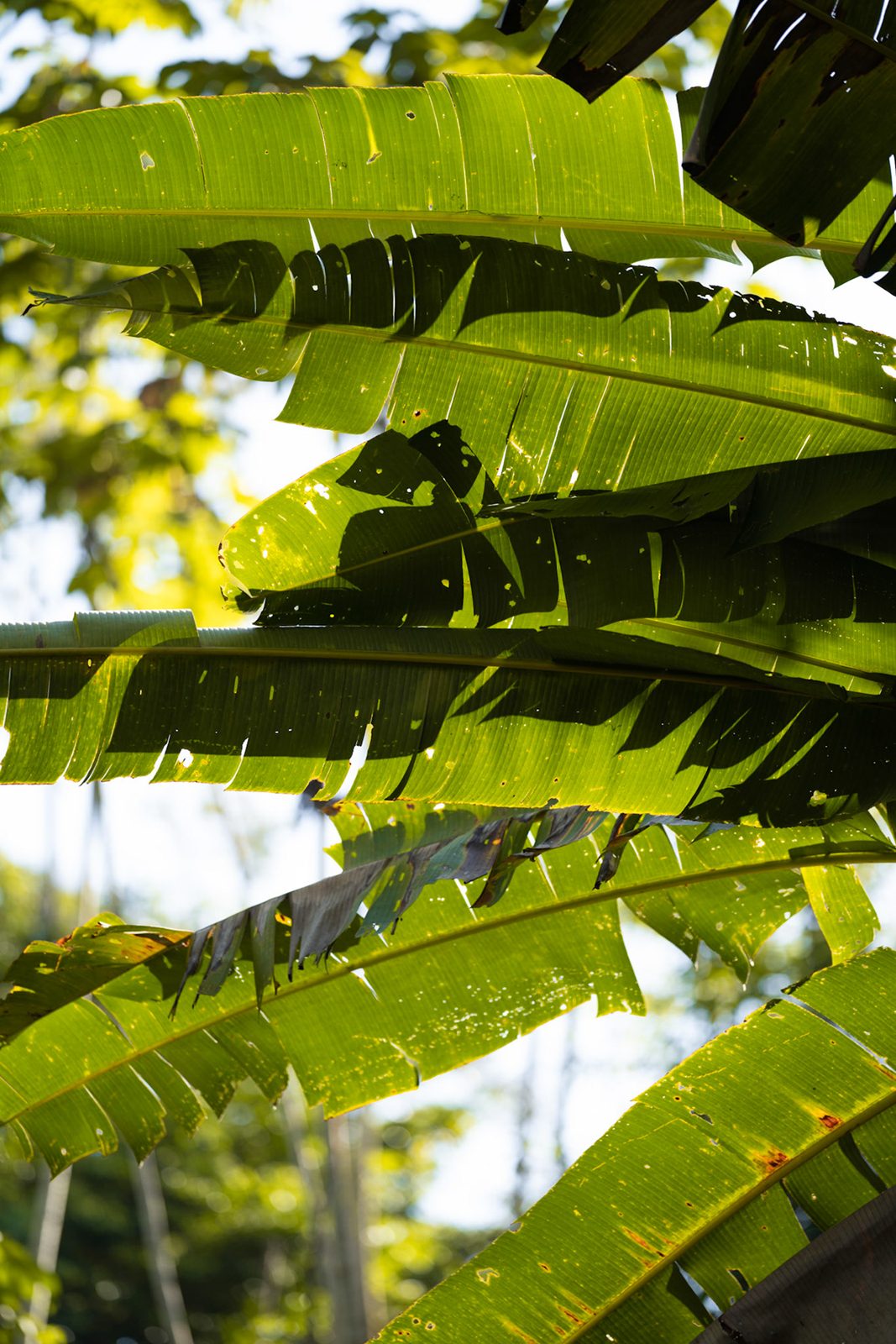 Bananenblätter im Sonnenlicht