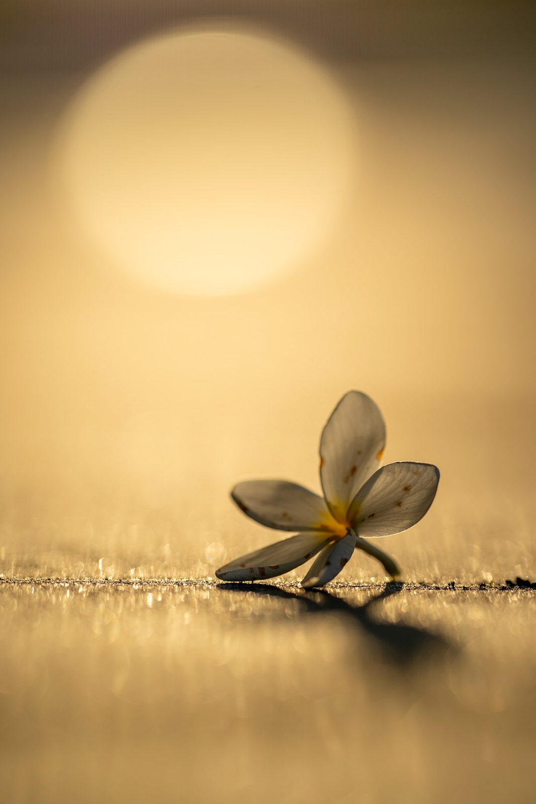 Blüte im warmen Gegenlicht